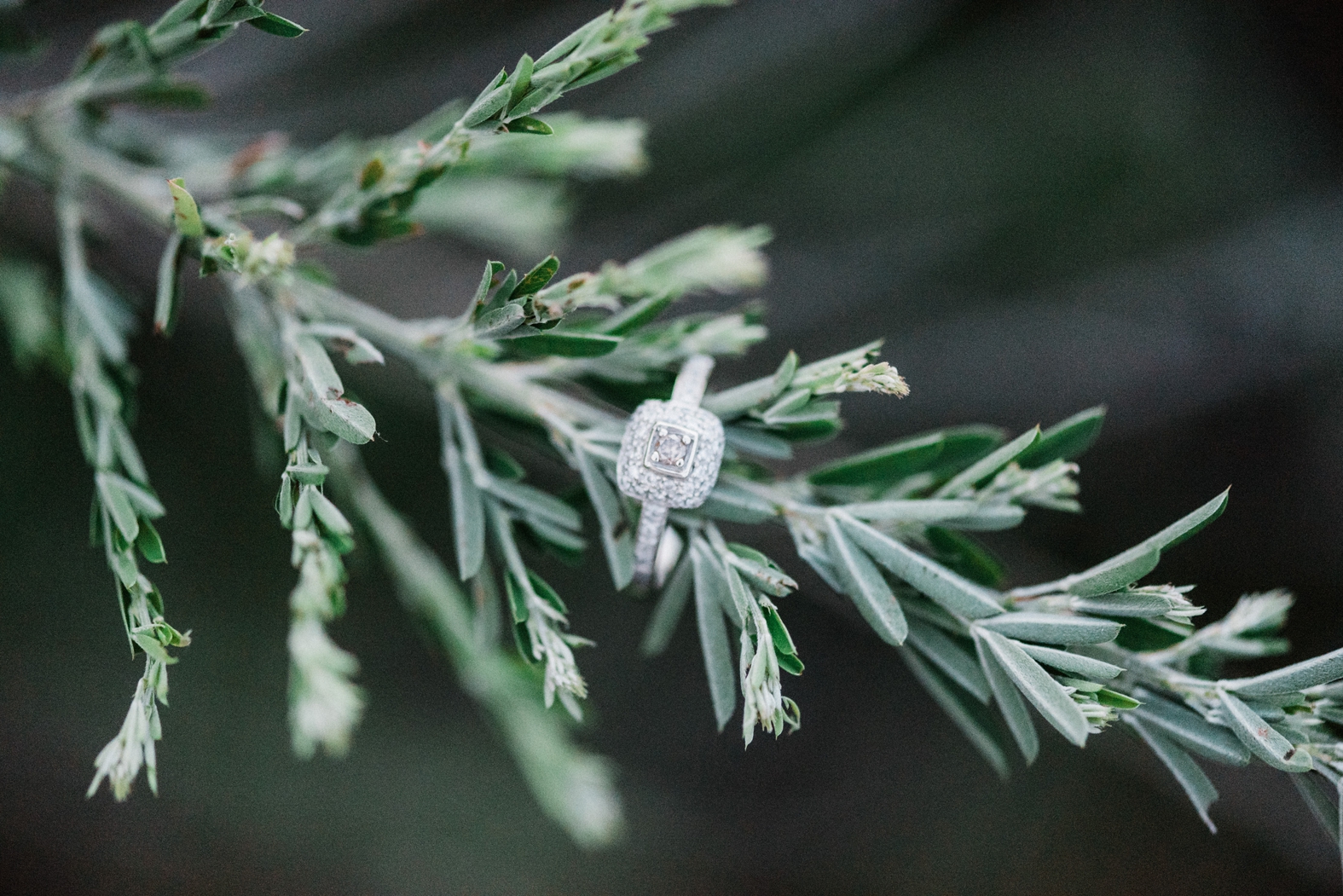 A beautiful halo setting engagement ring rests on a branch surrounded by greenery at an engagement photo session in Broemmelsiek Park in St. Charles, MO.
